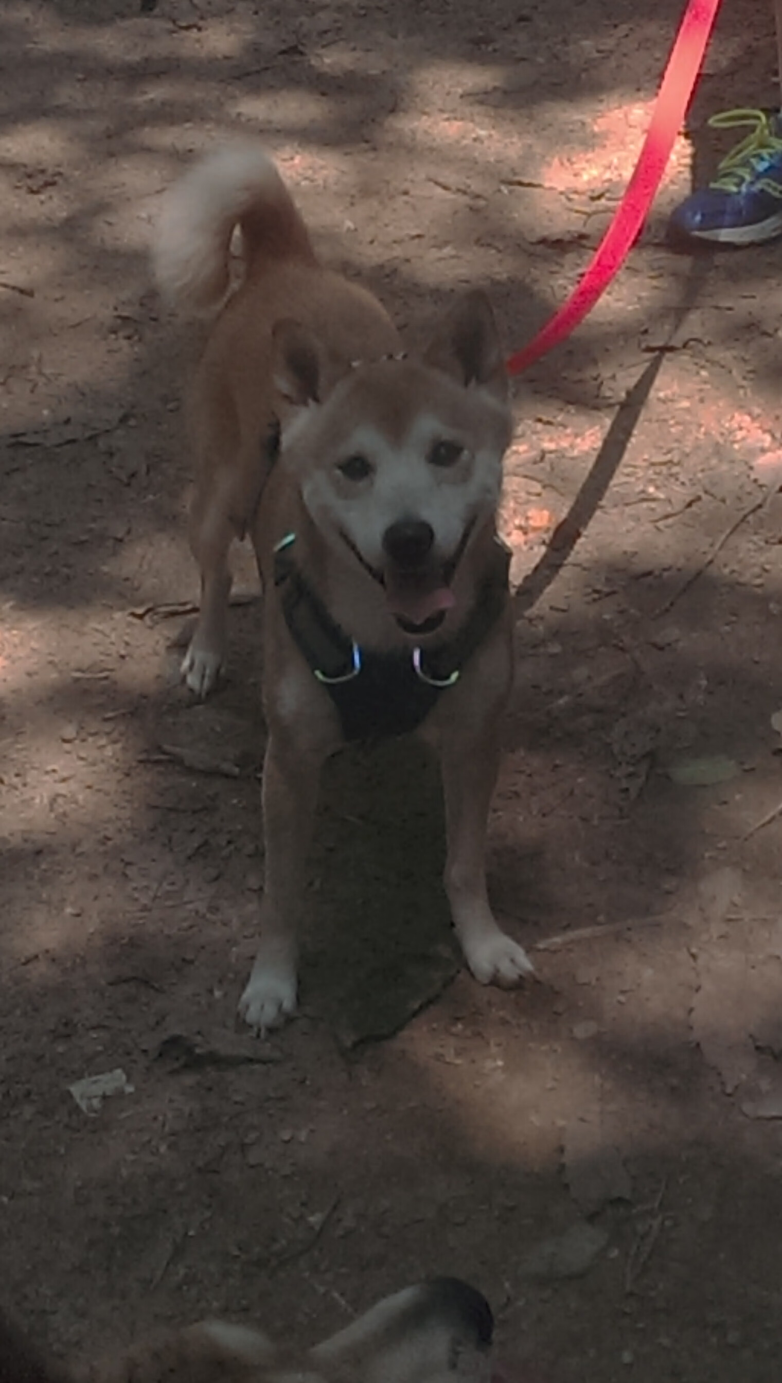 仰泳冲刺突尼斯选手排名上升，主线电压低是怎么回事